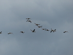 FZ020203 Greylag geese (Anser anser) in flight.jpg